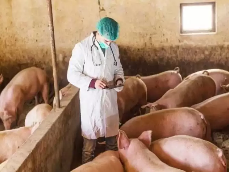 Έχουν επιβεβαιωθεί στη χώρα 4 νέες εστίες Αφρικανικής Πανώλης των χοίρων