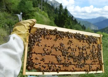 Επιδοτούμενες Δράσεις Του Τομέα Της Μελισσοκομίας Για Το Έτος 2023.