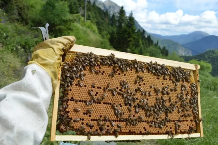 Επιδοτούμενες Δράσεις Του Τομέα Της Μελισσοκομίας Για Το Έτος 2023.