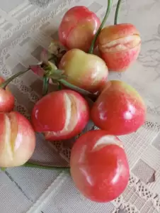 Μιχάλης Παπαδόπουλος: Χρέος μας να σταθούμε δίπλα στους αγρότες Μιχάλης Παπαδόπουλος: Χρέος μας να σταθούμε δίπλα στους αγρότες