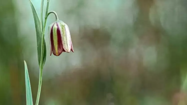 Οδηγίες για ίαση και ευεξία μέσα από τα αρωματικά φυτά