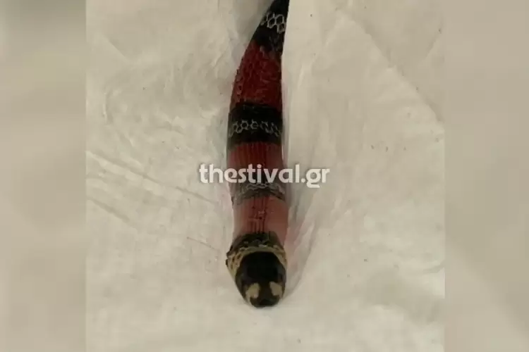 Πανικός σε λεωφορείο του ΚΤΕΛ Φλώρινας – Επιβάτιδα ξέχασε το… φίδι της