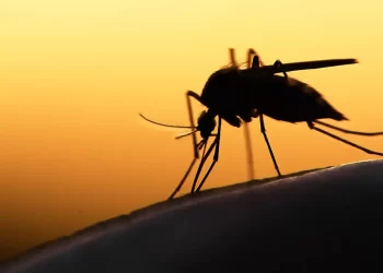 Διεύθυνση Δημόσιας Υγείας Περιφέρειας Δυτικής Μακεδονίας: Προστασία Από Τα Κουνούπια