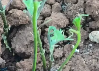 Κοζάνη: Επιδρομή από εκατομμύρια ακρίδες – Αφάνισαν καλλιέργειες στο Καλονέρι