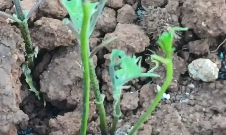 Κοζάνη: Επιδρομή από εκατομμύρια ακρίδες – Αφάνισαν καλλιέργειες στο Καλονέρι