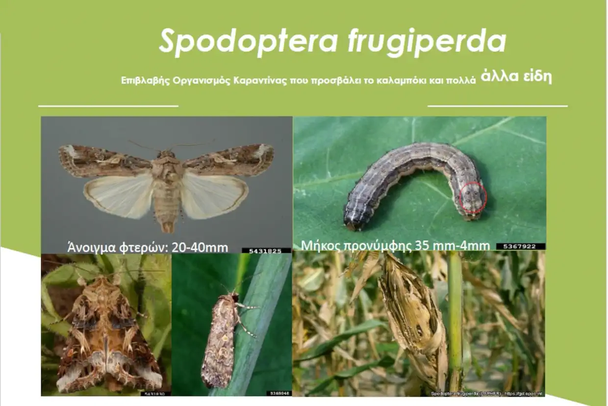 Εμφάνιση Στη Χώρα Μας Του Επιβλαβούς Οργανισμού Καραντίνας Spodoptera Frugiperda