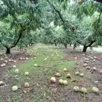 Στο Βελβεντό ο Περιφερειάρχης Δ. Μακεδονίας Γ. Κασαπίδης - Στήριξη στους παραγωγούς των οποίων οι καλλιέργειες επλήγησαν από την κακοκαιρία Στο Βελβεντό ο Περιφερειάρχης Δ. Μακεδονίας Γ. Κασαπίδης – Στήριξη στους παραγωγούς των οποίων οι καλλιέργειες επλήγησαν από την κακοκαιρία