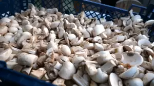 Δήμος Γρεβενών: «Ταξιδεύω Γρεβενά» – Στην Πανελλήνια Γιορτή Μανιταριού (Βίντεο+Φωτογραφίες)