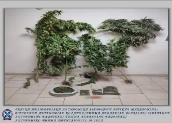 Φλώρινα: Συνελήφθη 61Χρονος Για Καλλιέργεια Δενδρυλλίων Κάνναβης Και Κατοχή Ναρκωτικών Ουσιών