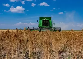 Κινόα στην Ελλάδα – Μια εναλλακτική καλλιέργεια με λαμπρό μέλλον