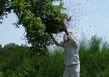 Οι Μελισσοκόμοι Ζητούν Μέτρα Προστασίας – Καταδικασμένη Μια Περιοχή Χωρίς Μελισσοκομία