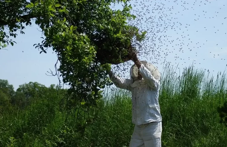Οι Μελισσοκόμοι Ζητούν Μέτρα Προστασίας – Καταδικασμένη Μια Περιοχή Χωρίς Μελισσοκομία