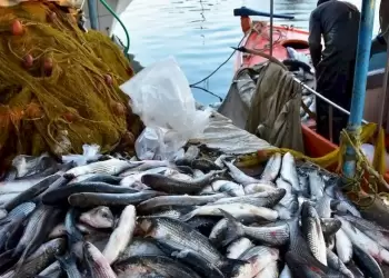 Από που προέρχονται τα ψάρια που καταναλώνει η  Ε.Ε.