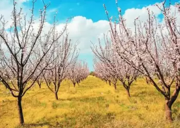 Ελληνική Λύση – Ζημιές στις δενδρώδεις καλλιέργειες σε Τύρναβο και Βελβεντό Κοζάνης.