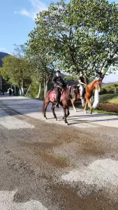 Επιστροφή των καβαλάρηδων από τη Ζάβορδα