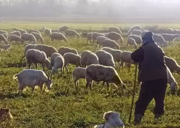 Σε αφανισμό οδηγείται η ελληνική κτηνοτροφία – Μείωση κοπαδιών και εγκατάλειψη 