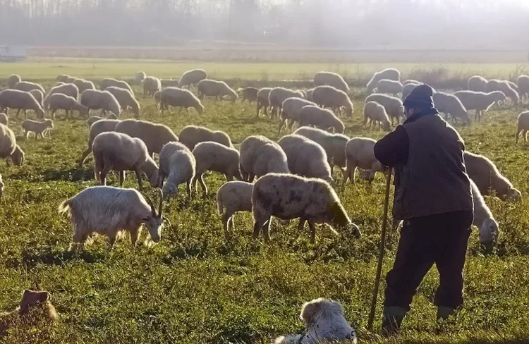 Σε Αφανισμό Οδηγείται Η Ελληνική Κτηνοτροφία – Μείωση Κοπαδιών Και Εγκατάλειψη 
