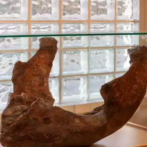 Στα ίχνη των ελεφάντων της Δυτικής Μακεδονίας