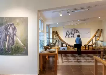 Στα ίχνη των ελεφάντων της Δυτικής Μακεδονίας