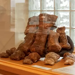 Στα ίχνη των ελεφάντων της Δυτικής Μακεδονίας