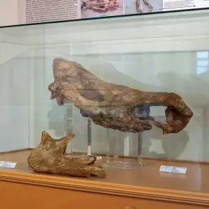 Στα ίχνη των ελεφάντων της Δυτικής Μακεδονίας