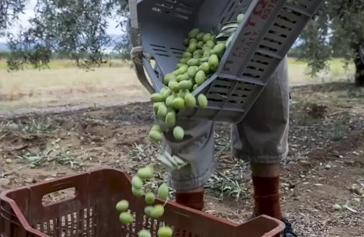 Διαχρονικά άλυτο το πρόβλημα της έλλειψης εργατών γης Διαχρονικά άλυτο το πρόβλημα της έλλειψης εργατών γης