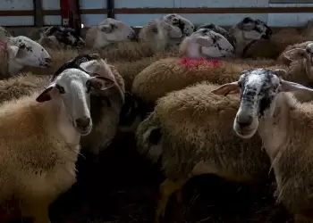 Κρούσμα ευλογιάς σε εκτροφή προβάτων – Δεν μεταδίδεται στον άνθρωπο