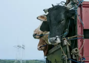 Νέοι κανόνες για τη βελτίωση της διαβίωσης των ζώων κατά τη μεταφορά τους Νέοι κανόνες για τη βελτίωση της διαβίωσης των ζώων κατά τη μεταφορά τους