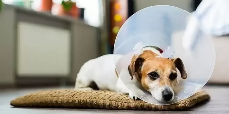 Δήμος Κοζάνης: Δωρεάν στείρωση και σήμανση για σκύλους φύλαξης ποιμνίων Δήμος Κοζάνης: Δωρεάν στείρωση και σήμανση για σκύλους φύλαξης ποιμνίων