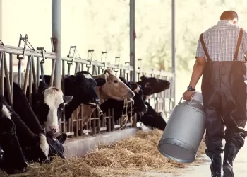 Οι Χαμηλές Τιμές Γάλακτος Δυσκολεύουν Την Επιβίωση Των Κτηνοτρόφων