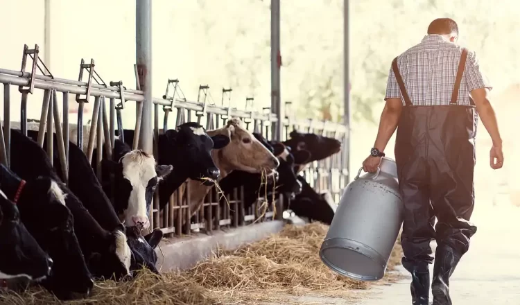 Οι Χαμηλές Τιμές Γάλακτος Δυσκολεύουν Την Επιβίωση Των Κτηνοτρόφων
