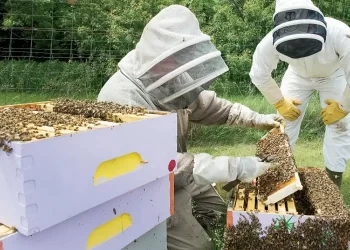 Sos Από Μελισσοκόμους: «Απέχουν Μίλια Από Την Πραγματικότητα Οι Υπεύθυνοι» 