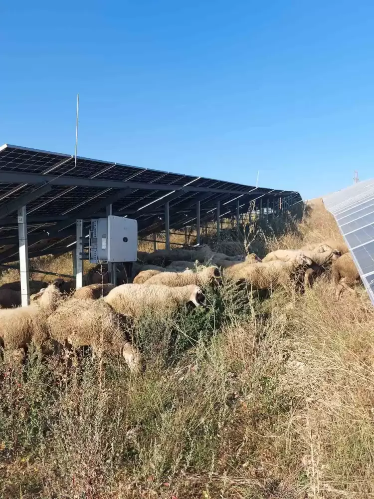 Φωτοβολταϊκά και Κτηνοτροφία μπορούν να πάνε μαζί – Το παράδειγμα της Kiefer
