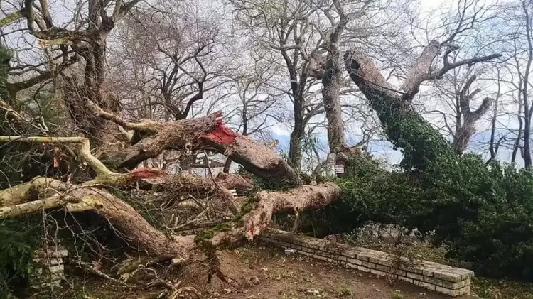 Κινδυνεύουν τα πλατάνια στο Ρύμνιο Κοζάνης