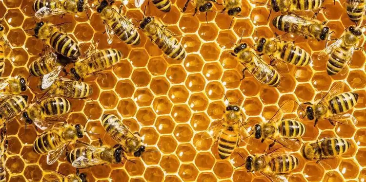 Διαδικασία Εγκατάστασης Μελισσοκόμων Για Το 2024 Σε Προεπιλεγμένες Θέσεις Σε  Εκτάσεις Του Λιγνιτικού Κέντρου Δ. Μακεδονίας