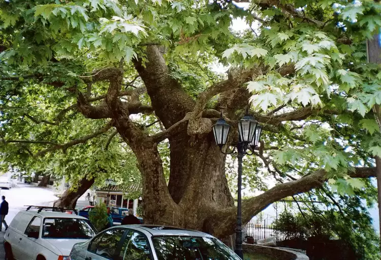 Γιατί αφανίζονται τα ελληνικά πλατάνια – Τι ζητούν οι ειδικοί Γιατί αφανίζονται τα ελληνικά πλατάνια – Τι ζητούν οι ειδικοί