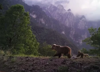 Νεκρή Αρκούδα Από Δηλητηριασμένα Δολώματα Στην Αβδέλλα Γρεβενών