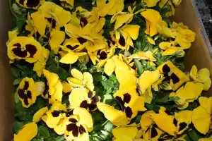  «Στα ανοιξιάτικα» η κεντρική πλατεία Νίκης