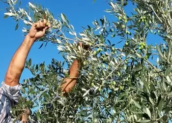 Αυξημένη η εφετινή παραγωγή ελαιολάδου – Υποχωρεί σταδιακά η τιμή