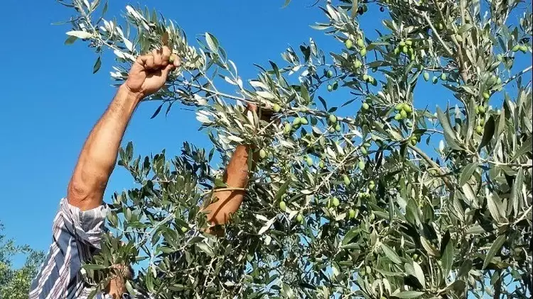 Αυξημένη η εφετινή παραγωγή ελαιολάδου – Υποχωρεί σταδιακά η τιμή