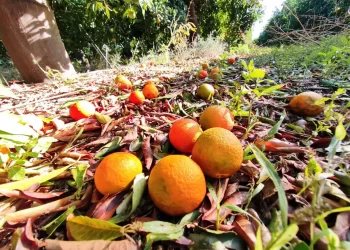 «Πορτοκαλάδες» Από Μανταρίνι Εξετάζουν Οι Παρασκευαστές Λόγω Της Έκρηξης Τιμών Στο Χυμό Πορτοκαλιού