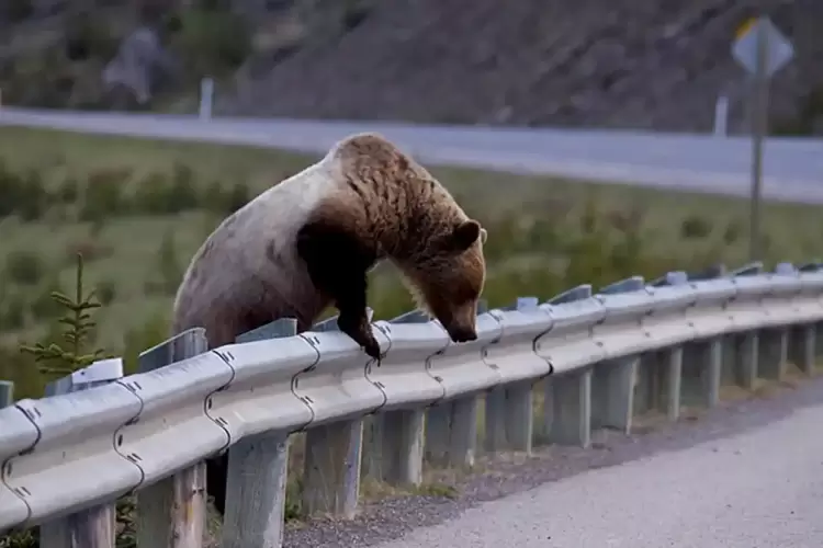 Ελλάδα: Έφτασε τα 750 άτομα ο πληθυσμός της αρκούδας