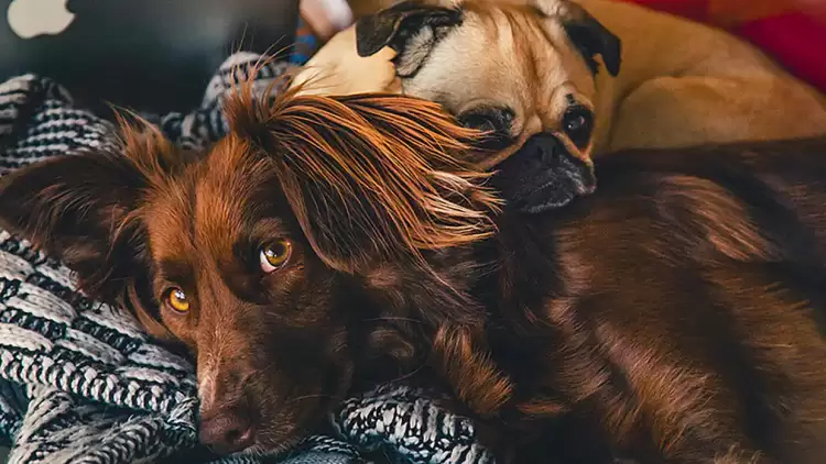 Δήλωση κατοικιδίων - Επείγουσα ενημέρωση των κηδεμόνων ζώων συντροφιάς Επείγουσα ενημέρωση των κηδεμόνων ζώων συντροφιάς