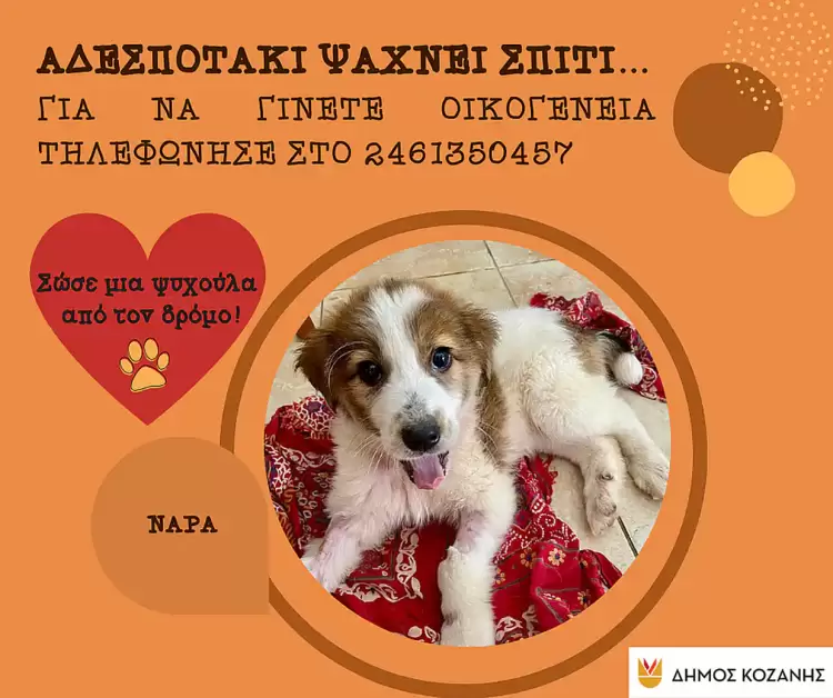 Δήμος Κοζάνης: «Υιοθέτησε ένα αδεσποτάκι» – Κάλεσε στο 2461350457 Δήμος Κοζάνης: «Υιοθέτησε ένα αδεσποτάκι» – Κάλεσε στο 2461350457