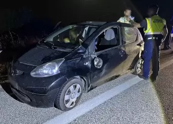 Νέο τροχαίο με αρκούδα στην Καστοριά – Σοβαρές υλικές ζημιές στο αυτοκίνητο