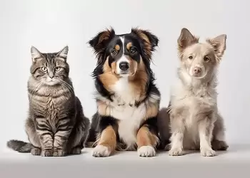 Δήμος Εορδαίας: Διήμερο δωρεάν στειρώσεων δεσποζόμενων γατιών και σκύλων ευπαθών ομάδων & ποιμενικών σκύλων