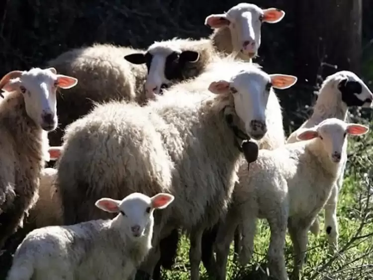 Εστία πανώλης αιγοπροβάτων στα Τρίκαλα: Η ενημέρωση της Υποδιεύθυνσης  Κτηνιατρικής Κοζάνης