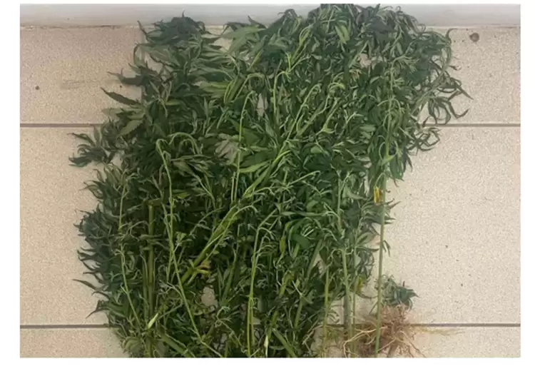 Καλλιεργούσε 21 δενδρύλλια κάνναβης ύψους από 50 εως 100 εκατοστών Καλλιεργούσε 21 δενδρύλλια κάνναβης ύψους από 50 εως 100 εκατοστών