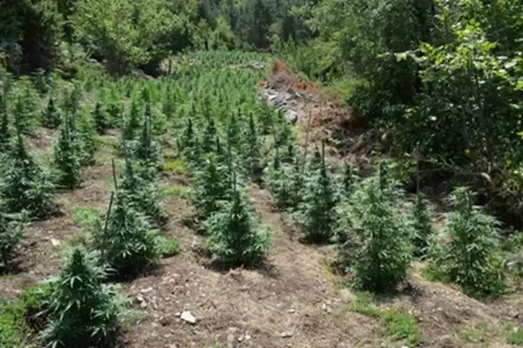 Κοζάνη: Καλλιεργούσαν πάνω από 950 δενδρύλλια κάνναβης – Είχαν στήσει σκηνές για να τα φυλάνε