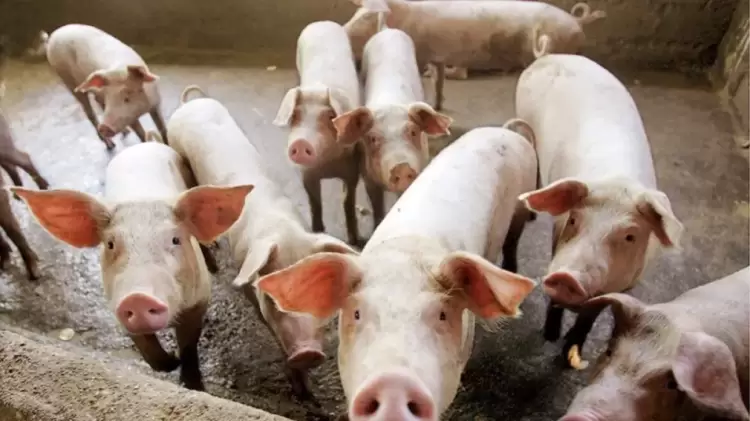 Νέο κρούσμα Αφρικανικής Πανώλης των Χοίρων στην Π.Ε. Φλώρινας